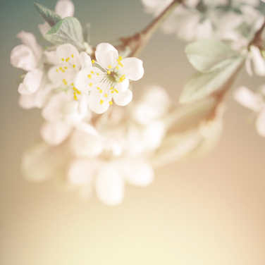 Threads of Family: Grief, Healing & Restoration