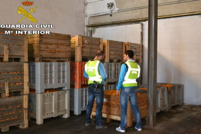 Diversos detinguts per robar 33.000 quilos de taronja a Sueca i Llíria