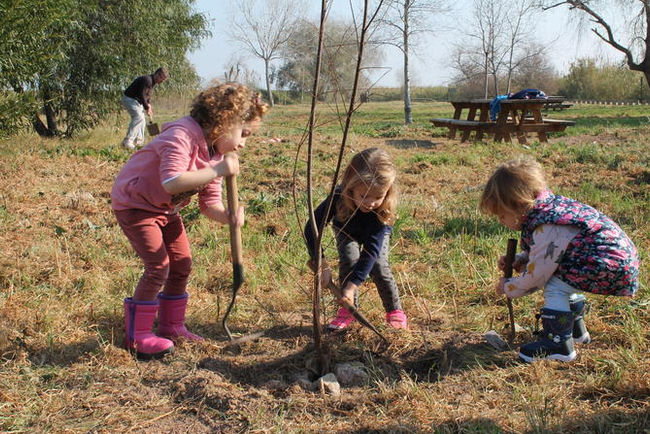 Sueca celebra el Dia de l’Arbre