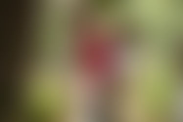 "כריסטופר רובין", ארה"ב, 2018 , 100 דקות