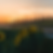 Sunflowers.png