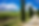Cypress trees and clouds.png