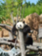 Panda cool