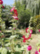 roses trémiaires juin 2023 gîte.jpg