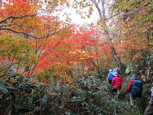 紅葉を見る