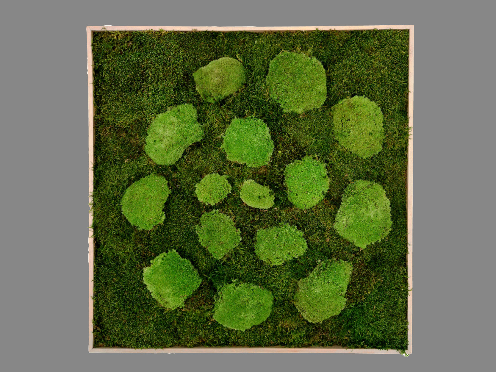 Mechový obraz - spirála, 60x60 cm