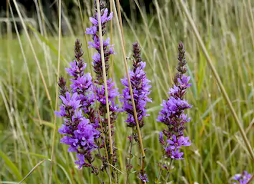 purple-loosestrife-blooming-meadow-260nw