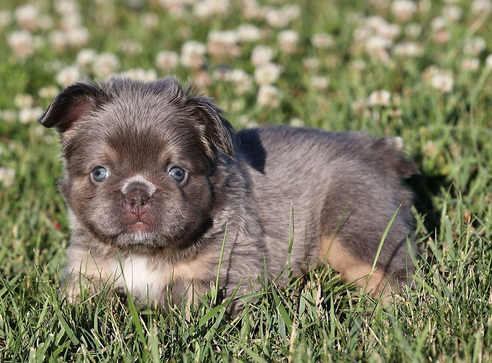PrairiePuppies French Bulldog
