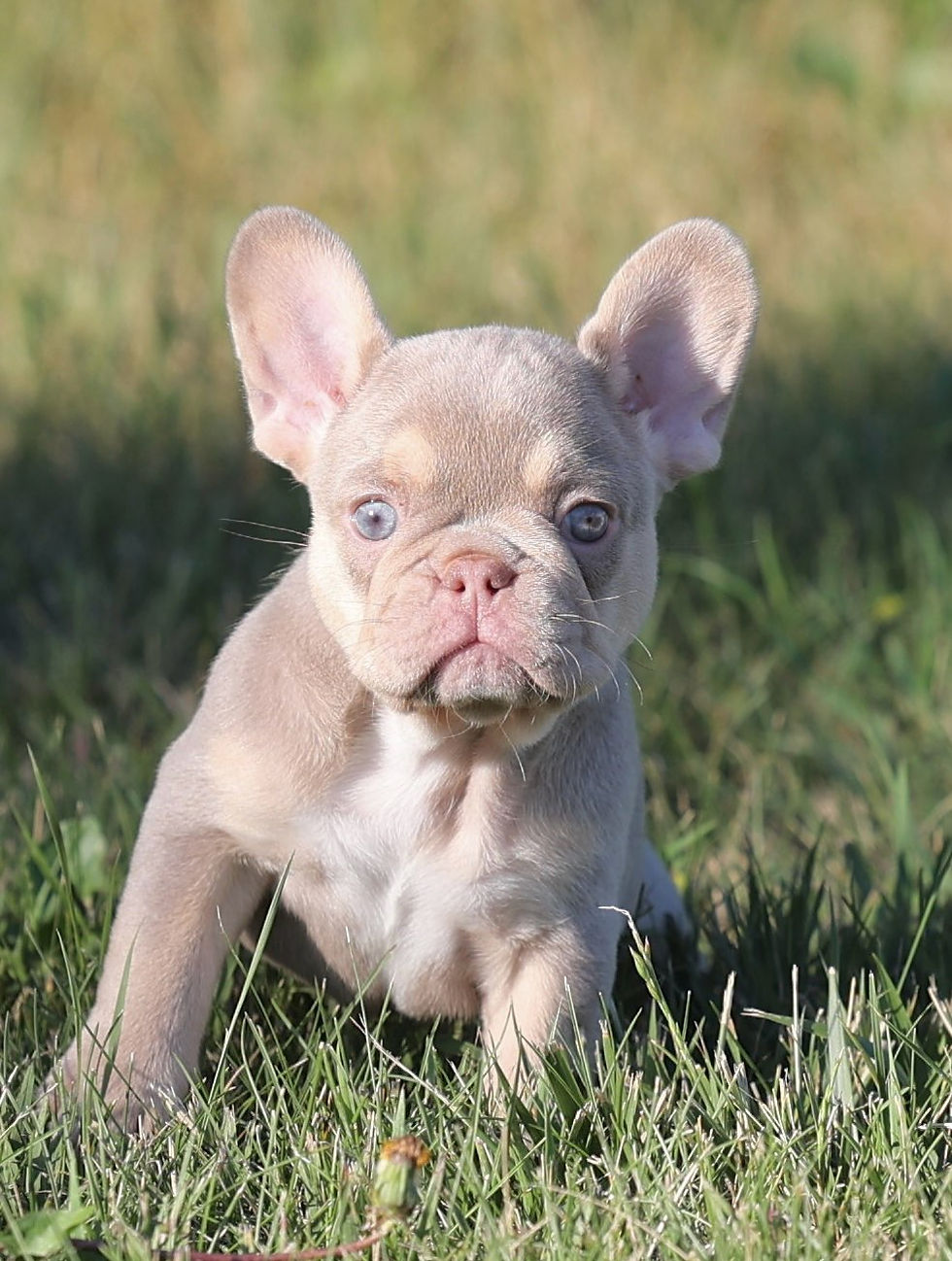 PrairiePuppies French Bulldog