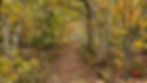 background pic.jpeg