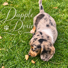 chocolate dapple miniature dachshund