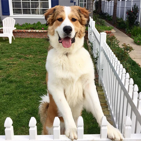 Great Bernese -Ashly Ferreri.jpg