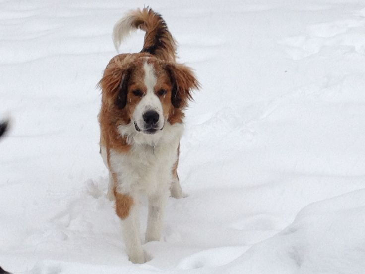 Great Bernese