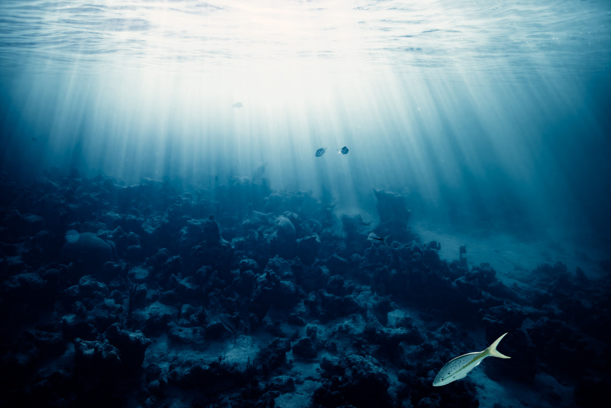 "DEEP IN SHALLOW WATER" - Turks and Caicos