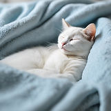 white cat sleeping on a light blue blanket.jpg