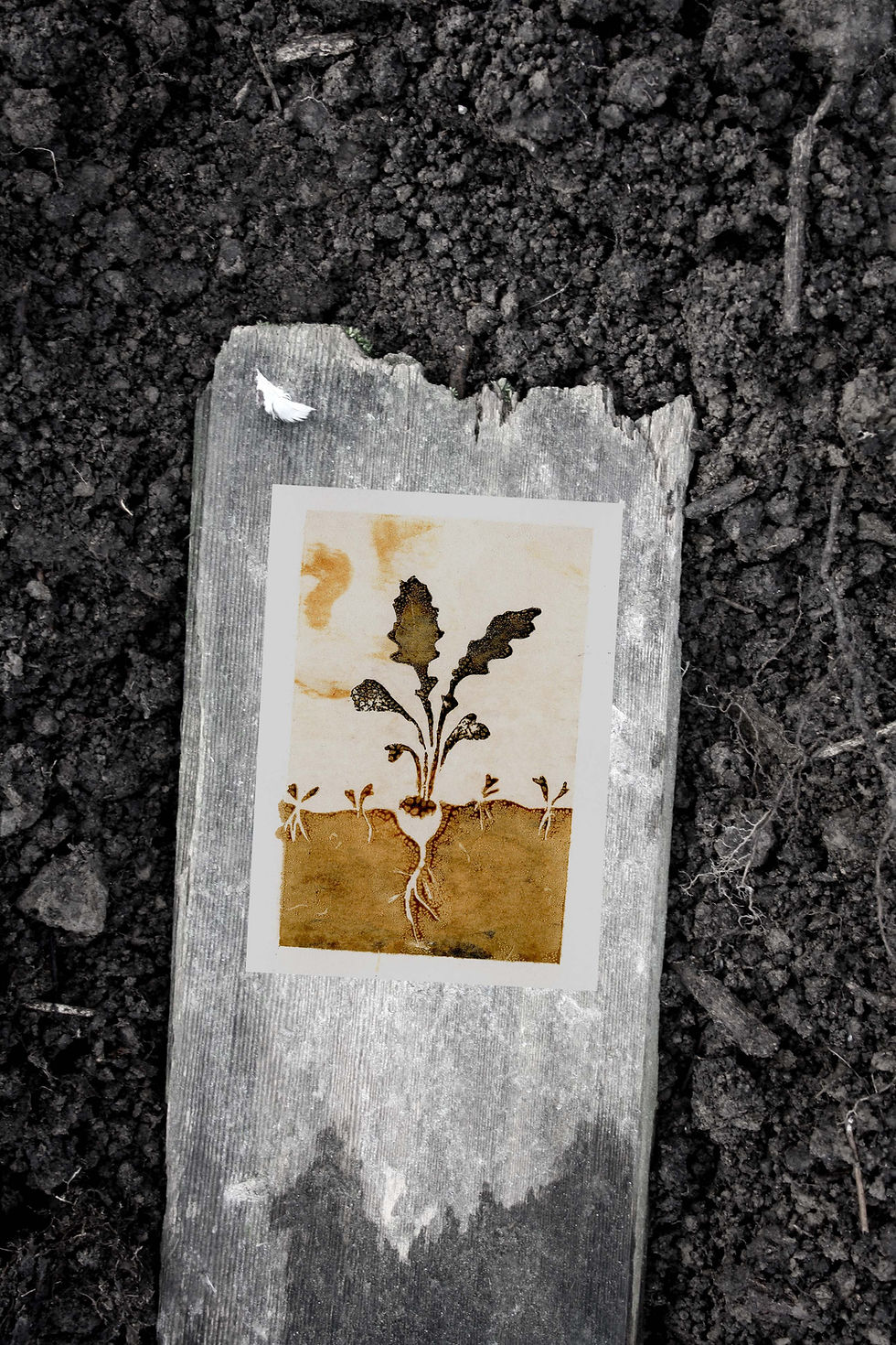 Thumbnail: Radish