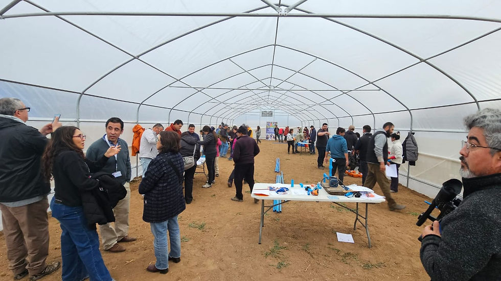 Campo demostrativo INIA Intihuasi