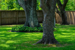 Pasadena Backyard Trees