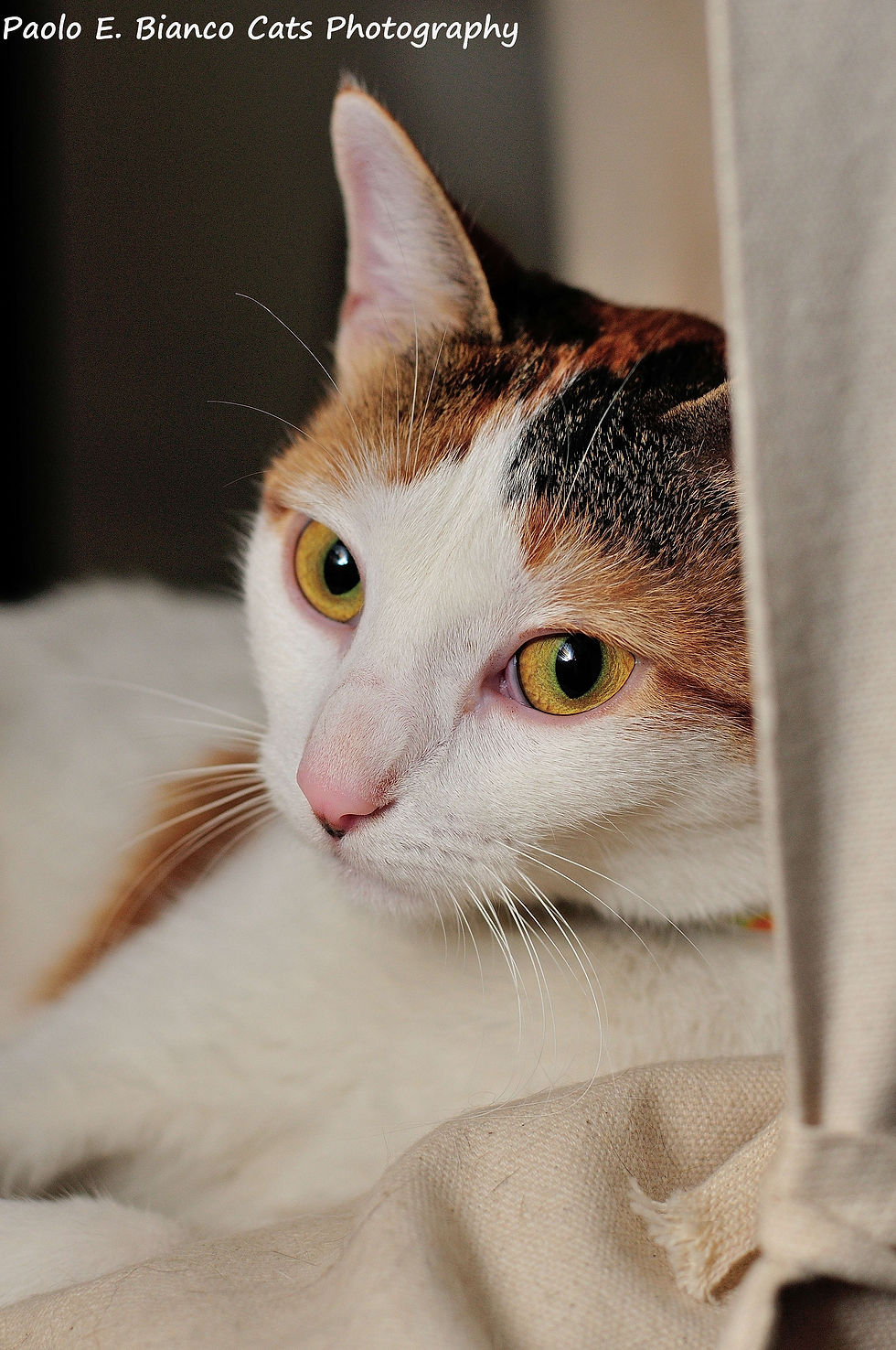 DSC_4323.jpg