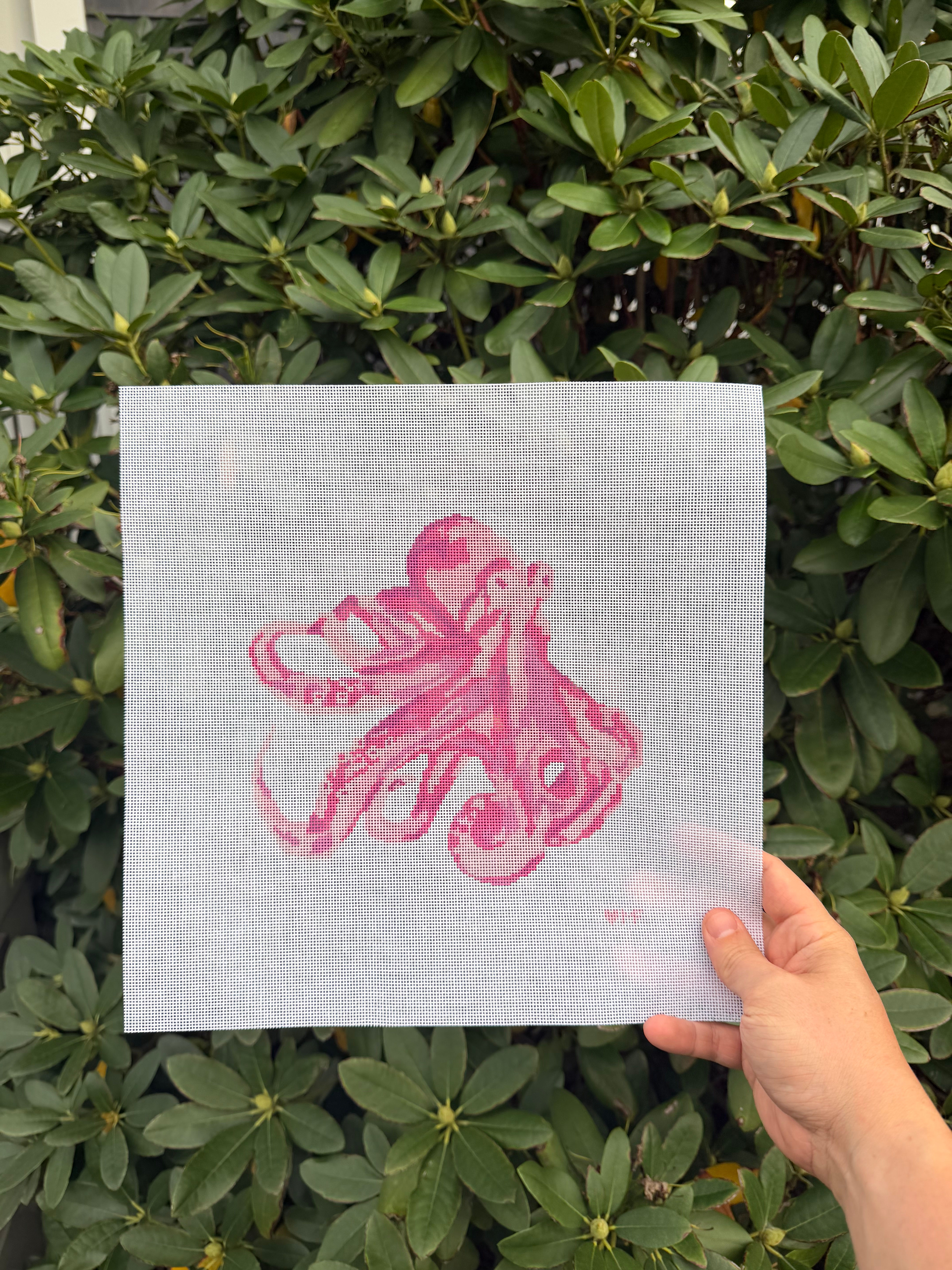 Pink Octopus