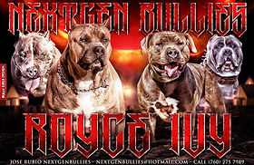 Bullyland Bully [ OFERTAS Junio