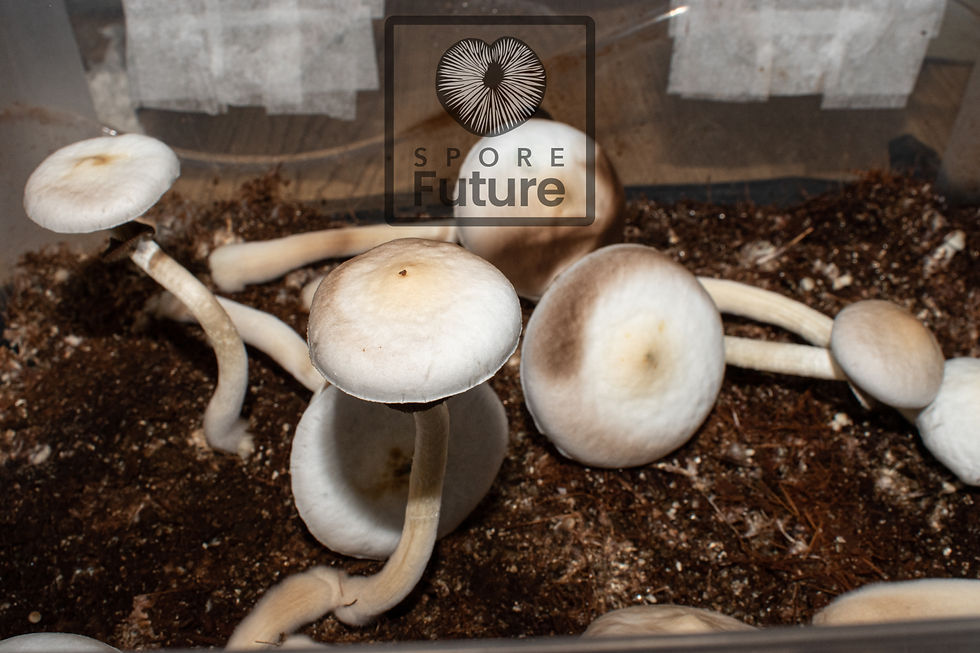 Miniatura: Impresión de esporas Rusty White