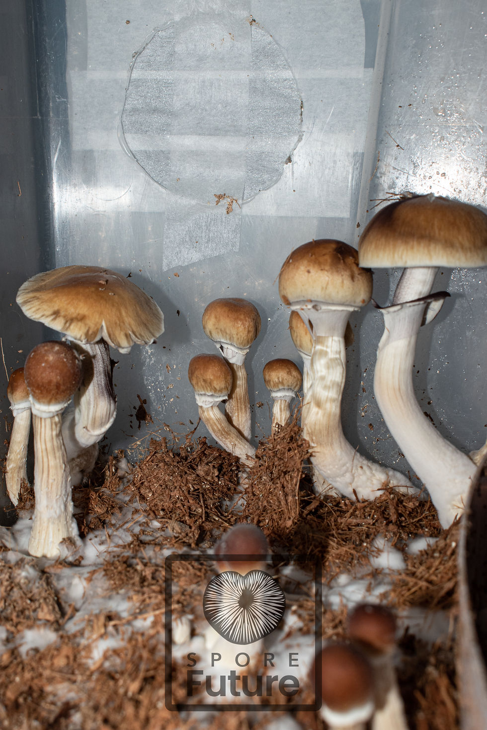 Miniatura: Impresión de esporas Thai Elephant Dung