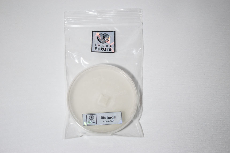 Miniatura: Cultivo Sólido PDA P. Cubensis melmac