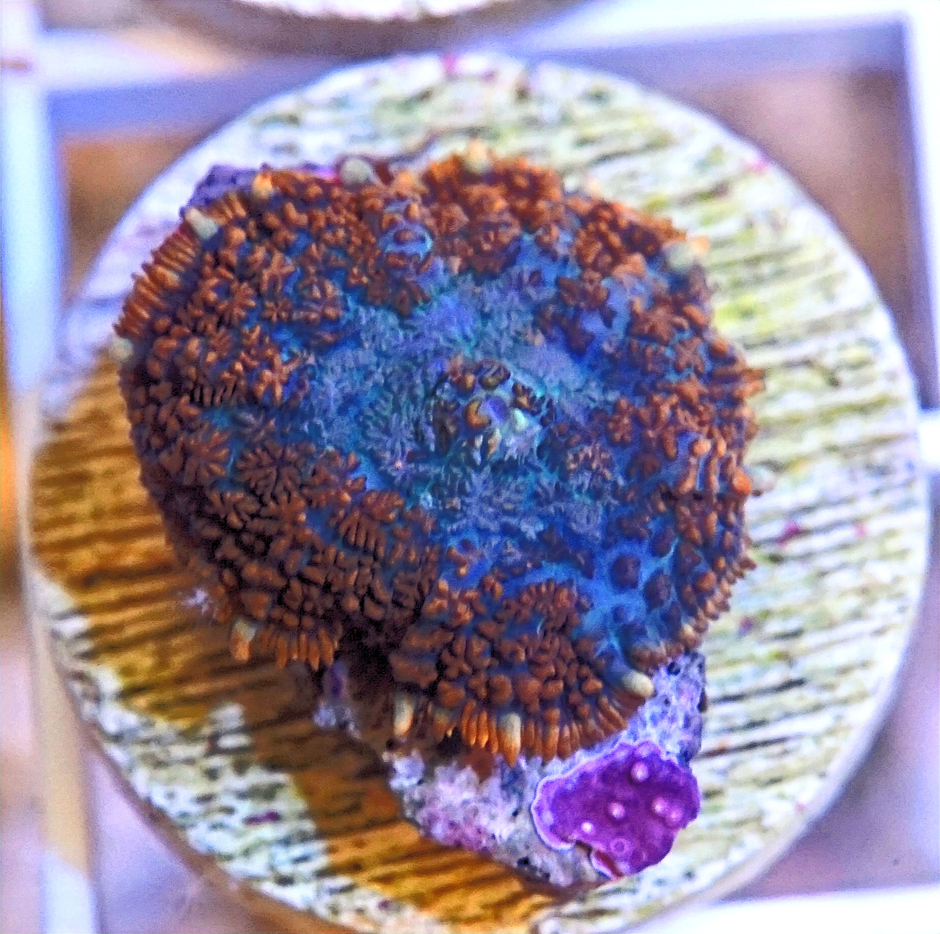 Rhodactis Mushroom