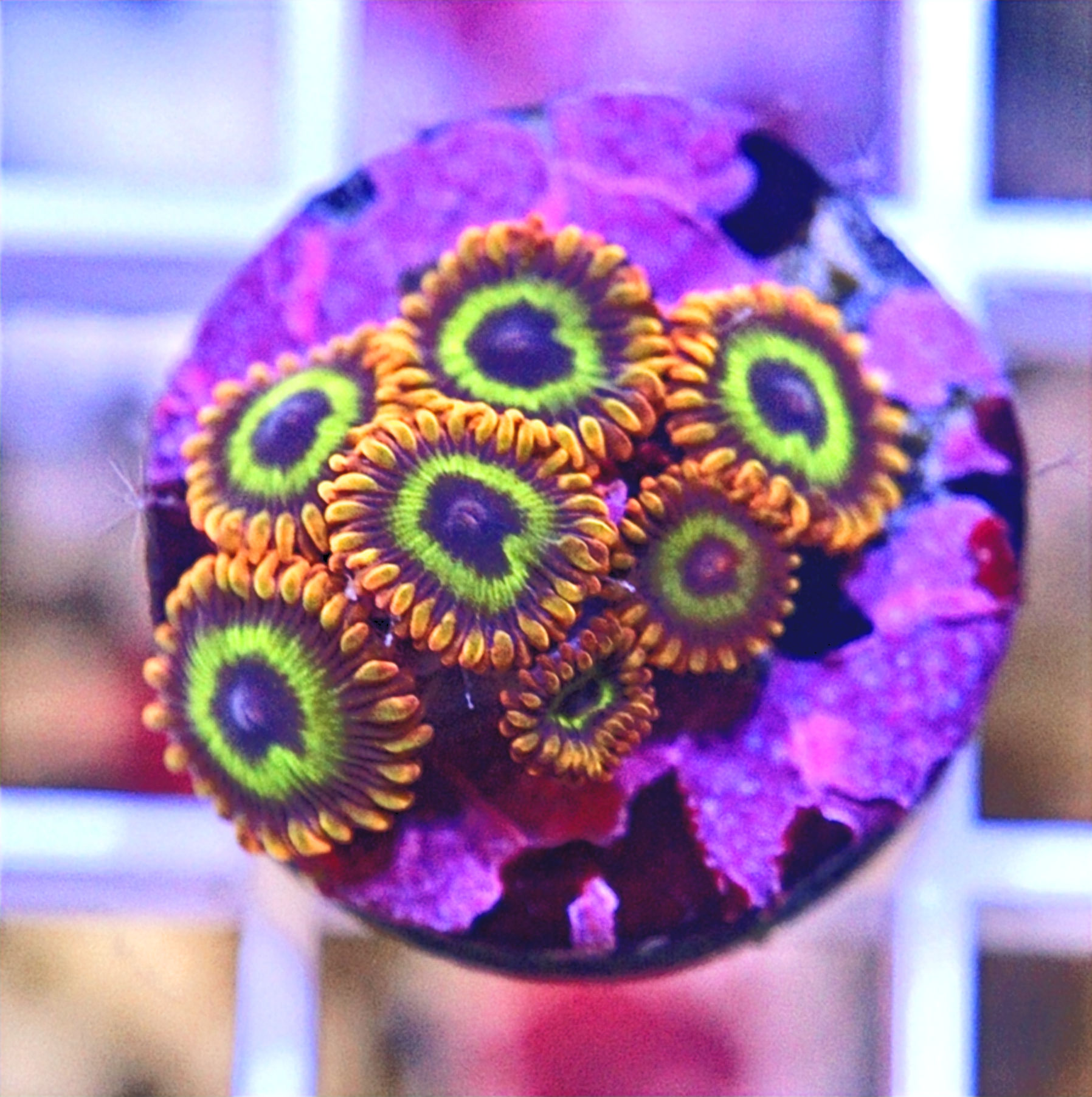 Fruitloops
