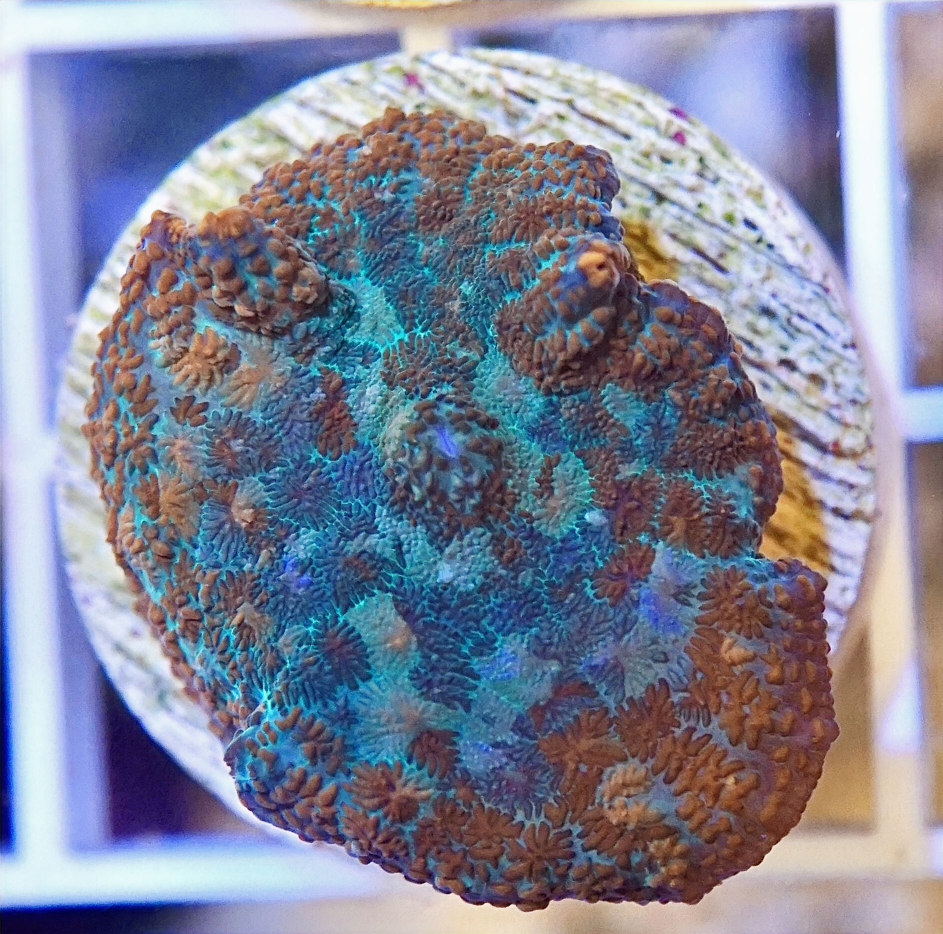 Rhodactis Mushroom