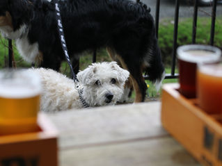 “Bone Appétit! The Hilarious Yet Absolutely Necessary Guide to Dogs on Patios”