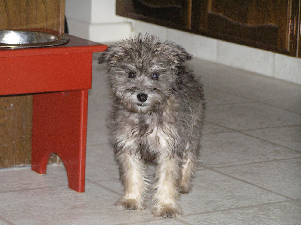 A small mini schnauzer puppy dog stands in the kitchen by his dog bowl. Puppy Training near me.