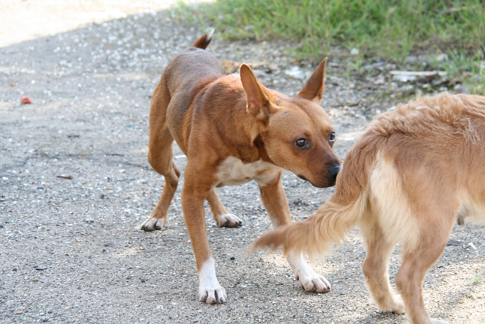 Two Feral Dogs spotted during a dog rescue mission.