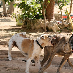 dog behaviour course in Mexico