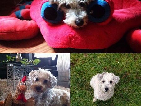 Why Treat-Free Dog Training Works (And Why Most Programs Won’t Teach It)