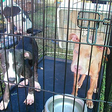 dog behaviour course in Mexico