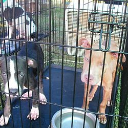 dog behaviour course in Mexico