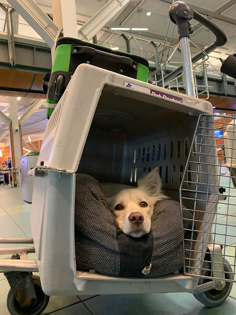 A blond border collie dog lays on her dog bed in her dog crate in Vancouver International Airport, she is showing that flying on an airplane with your dog does not need to be stressful with these tips from Hustle Up Dog Training.