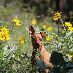 Private Dog Training BC