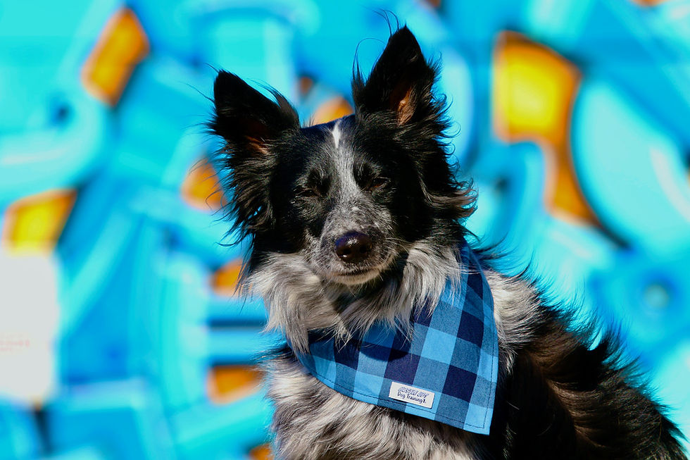 Blue Check Dog Bandana