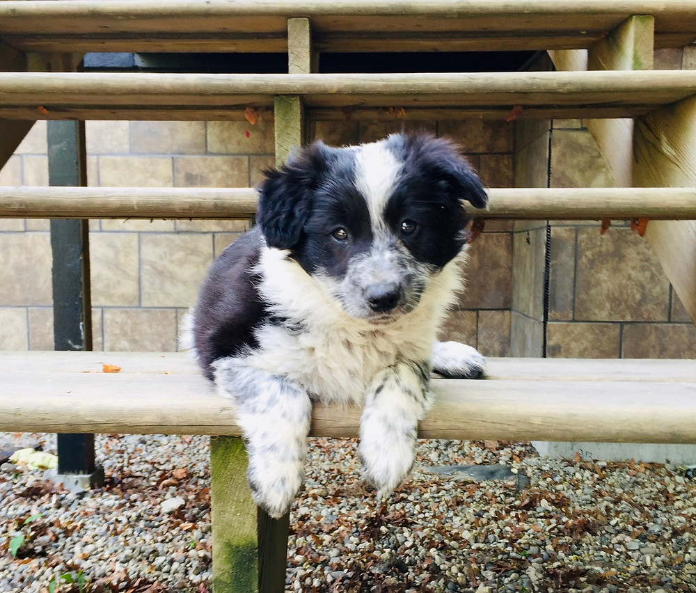A little border collie heeler mix puppy dog lies down on the stairs of a home ready to go to puppy training class. Vancouver puppy classes.
