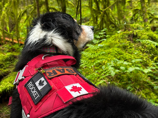 dog workshops vancouver