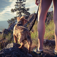 dog trainer canada