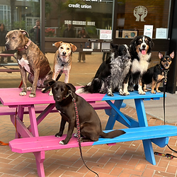 Dog Class Vancouver BC