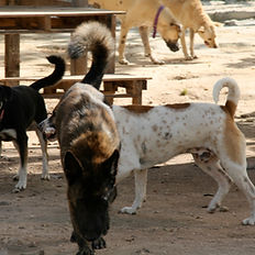 dog behaviour course in Mexico