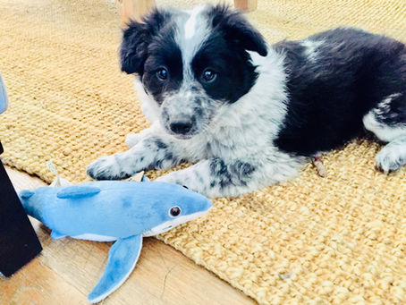 Puppy Bodhi, 10 weeks old learning to play with sharkie.