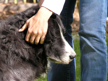 Dogs acknowledge one another through various forms, touch is one of them.