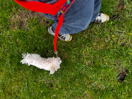 Why Does My Dog Pull on the Lead? (And How to Stop It)