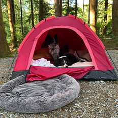 camping with dogs